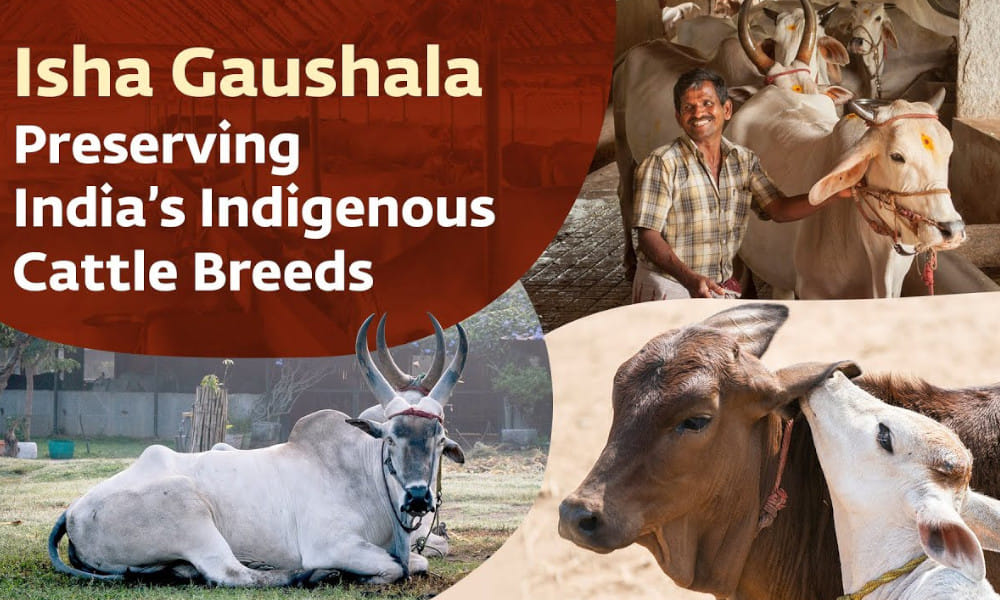 Isha Gaushala – Preserving India’s Indigenous Cattle Breeds