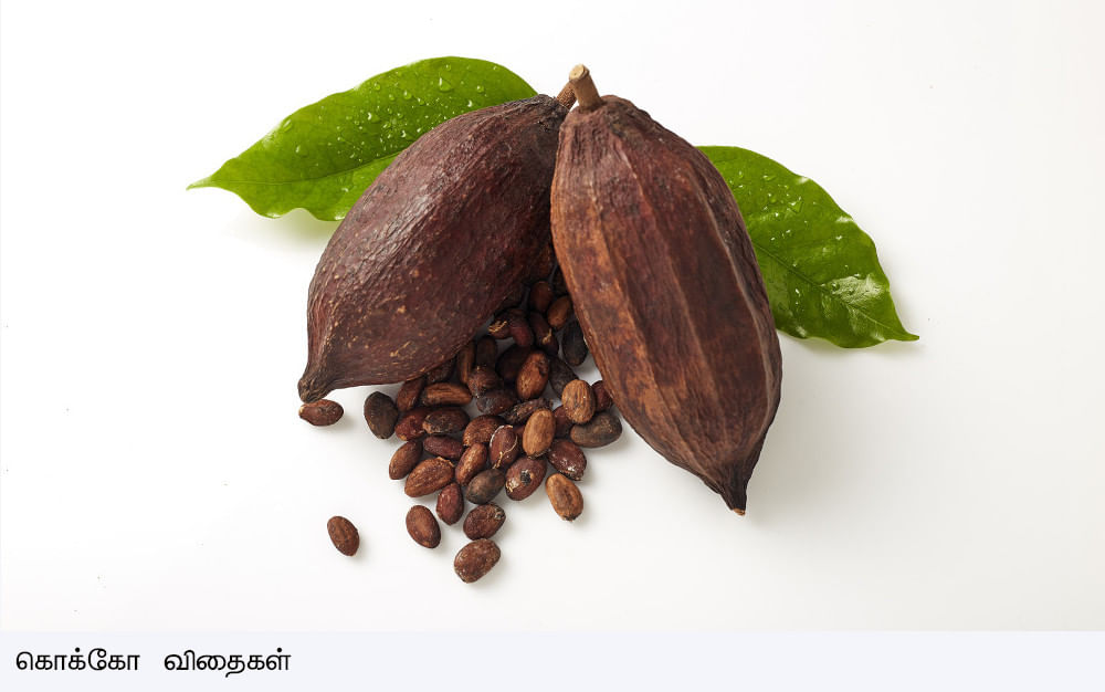 கொக்கோ விதைகள், Cocoa seeds