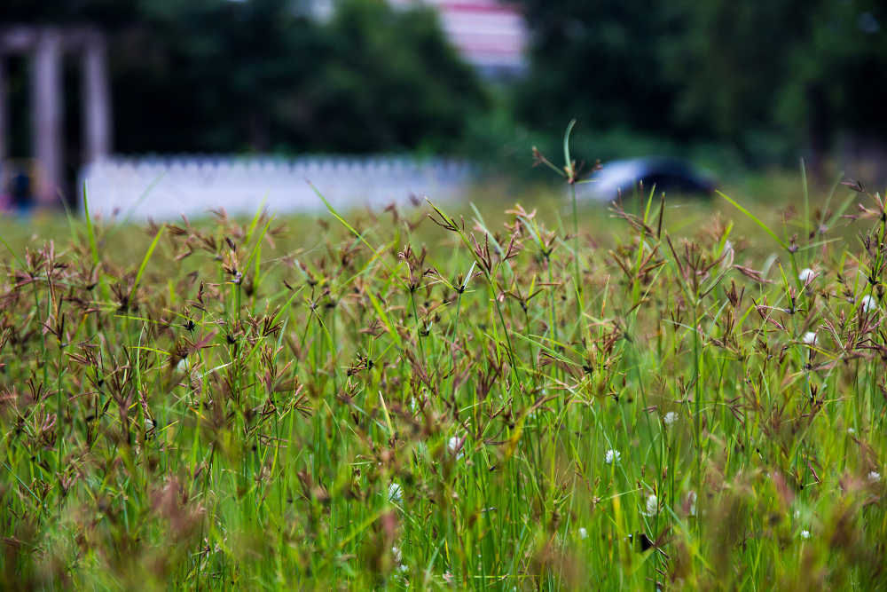 கோரைக்கிழங்கு, Korai Kilangu Benefits in Tamil, Nut grass