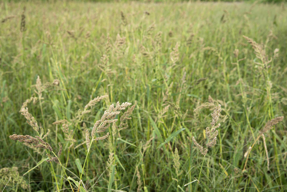 குதிரைவாலி அரிசி, Kuthiraivali Rice