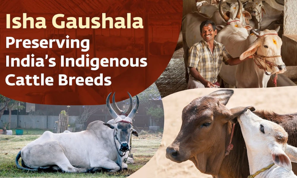 Preserving Tradition and Nurturing Life: The Bullock Cart Service at Isha Yoga Center