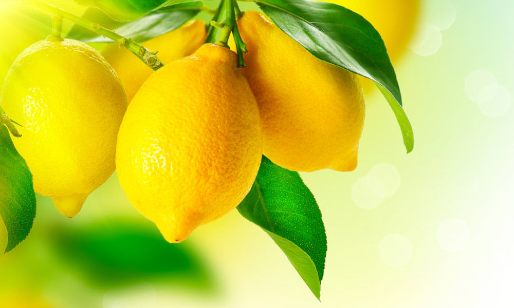 எலுமிச்சையின் பயன்கள், Lemon Benefits in Tamil எலுமிச்சையின் பயன்கள், Lemon Benefits in Tamil