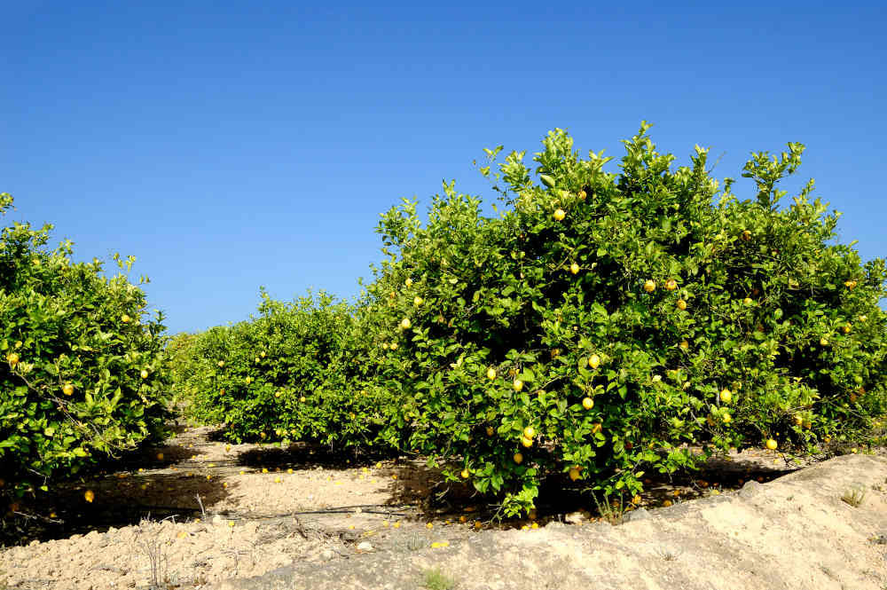 எலுமிச்சை மரம், Lemon Tree