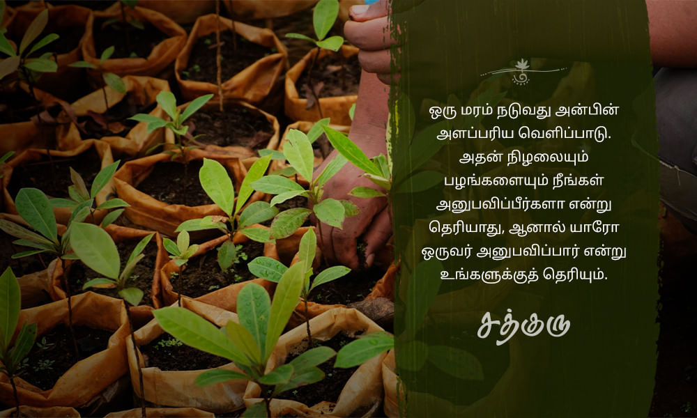 Tree Planting, மரம் வளர்ப்பு