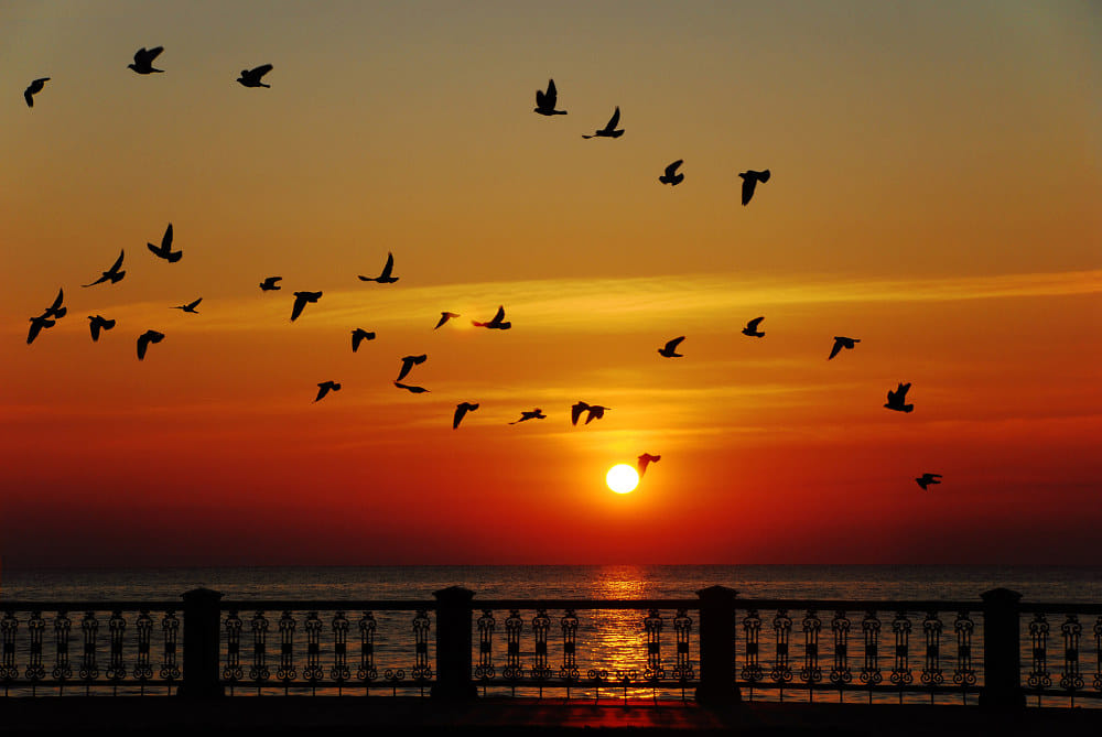 சூர்யோதயம், Sunrise