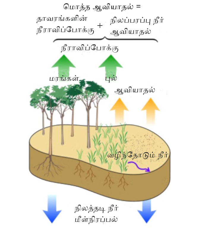 ஆவியாதல் மற்றும் நீராவிப்போக்கு மூலம் மழை பெறுதல், Evapotranspiration and Ground water rechargeபிரவீணா ஸ்ரீதர், Praveena Sridhar
